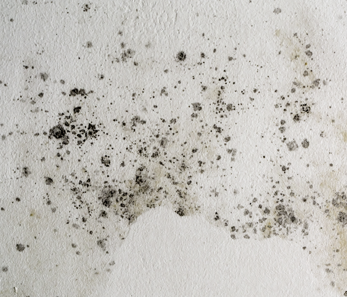mold and drywall